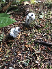 Hypomyces cervinigenus