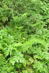 Dryopteris pallida