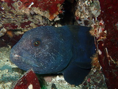 Anarrhichthys ocellatus