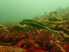 Anarrhichthys ocellatus