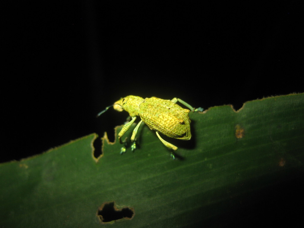 Rhigus speciosus
