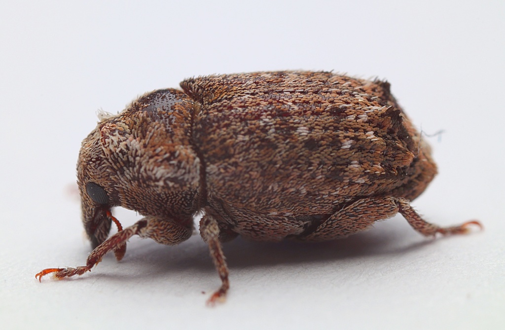 Psepholax femoratus