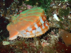 Chlamys hastata