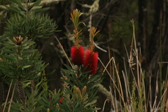 Melaleuca glauca