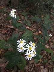 Aster microcephalus