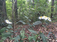 Aster microcephalus