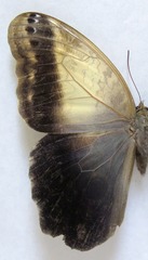 Caligo telamonius memnon