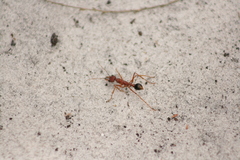 Myrmecia analis