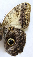 Caligo telamonius memnon