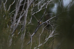 Stipiturus malachurus westernensis