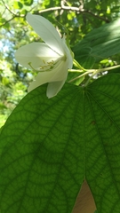 Bauhinia acuminata