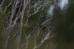 Stipiturus malachurus westernensis