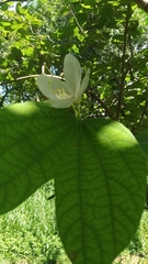 Bauhinia acuminata