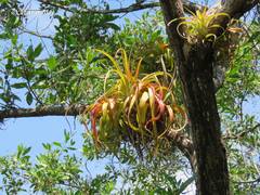 Tillandsia roland-gosselinii