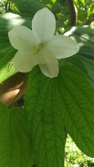 Bauhinia acuminata
