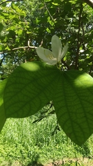 Bauhinia acuminata