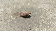 Dundubia