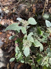 Pycnanthemum albescens