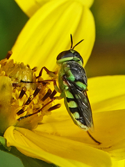 Hedriodiscus truquii