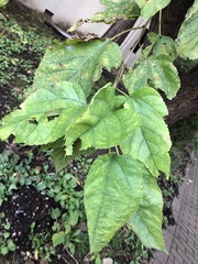 Morus indica