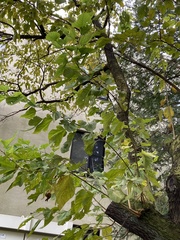 Morus indica