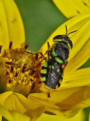 Hedriodiscus truquii