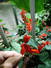 Salvia splendens