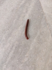 Trigoniulus corallinus