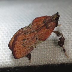 Galasa nigripunctalis