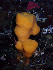 Aphrocallistes