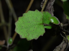 Brachyglottis sciadophila