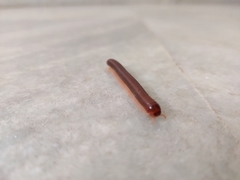 Trigoniulus corallinus