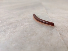 Trigoniulus corallinus