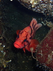 Sebastes nigrocinctus