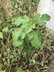 Morus indica