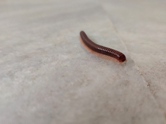 Trigoniulus corallinus