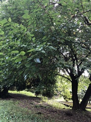 Morus indica