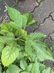 Morus indica