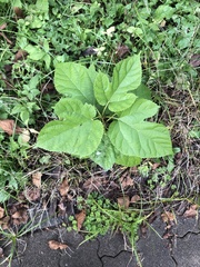 Morus indica
