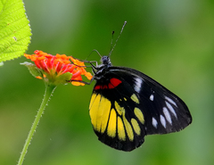 Delias henningia