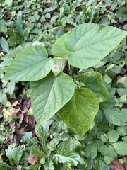 Morus indica