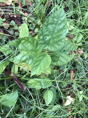 Morus indica