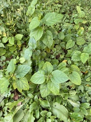 Morus indica