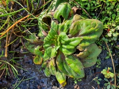 Plantago raoulii