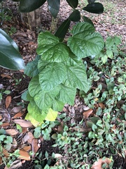 Morus indica