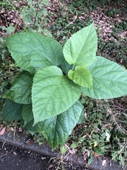 Morus indica