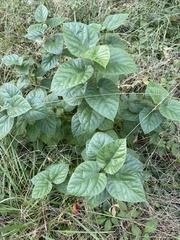 Morus indica