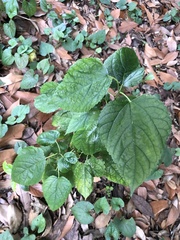 Morus indica