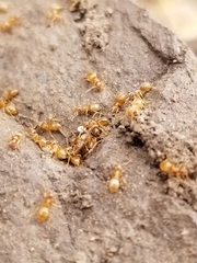 Lasius aphidicola