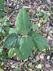 Morus indica
